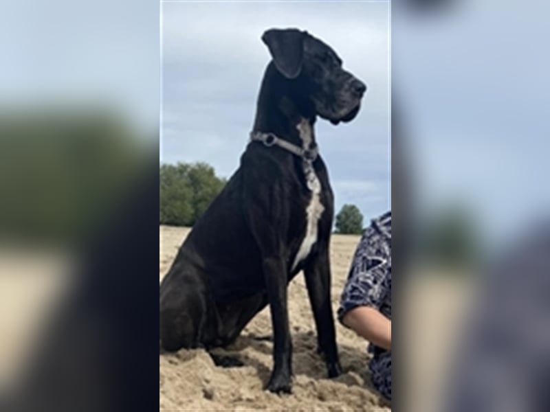 Deutsche Doggen Welpen o.Pap, alte Ahnen ab Sept im Norden