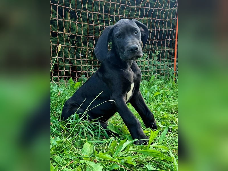 Deutsche Doggen Welpen abzugeben