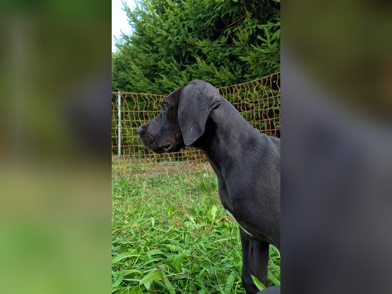 Deutsche Doggen Welpen abzugeben