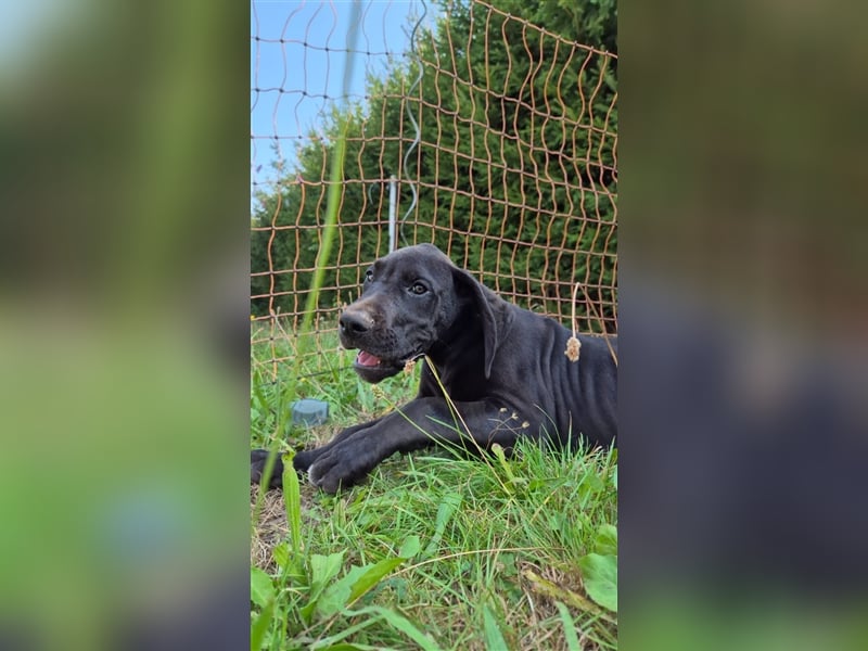 Deutsche Doggen Welpen abzugeben