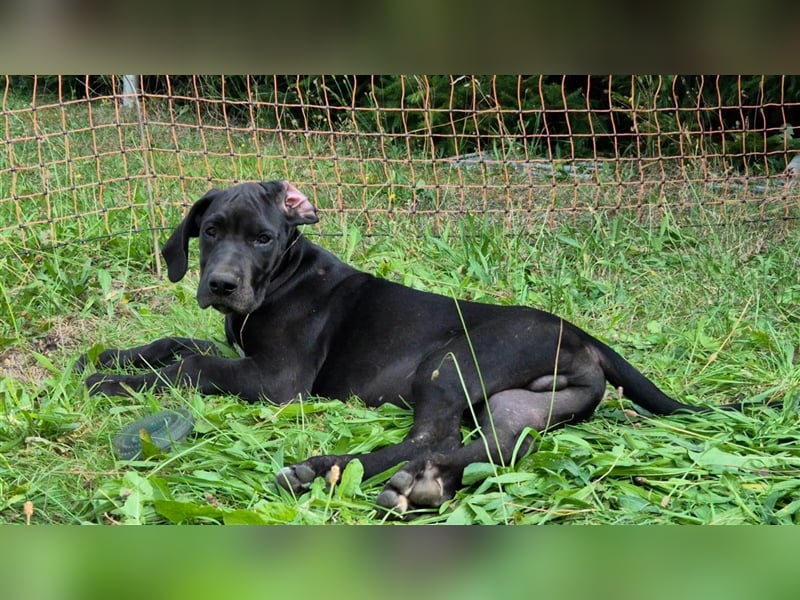 Deutsche Doggen Welpen abzugeben