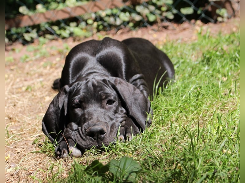 Zwei Deutsche Dogge Welpen mit VDH/DDC Papieren suchen noch ein schönes Zuhause.