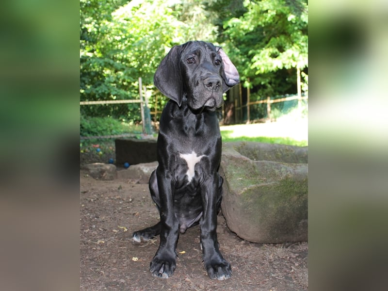 Zwei Deutsche Dogge Welpen mit VDH/DDC Papieren suchen noch ein schönes Zuhause.