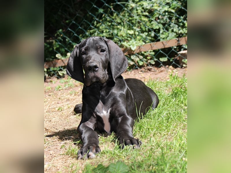 Zwei Deutsche Dogge Welpen mit VDH/DDC Papieren suchen noch ein schönes Zuhause.