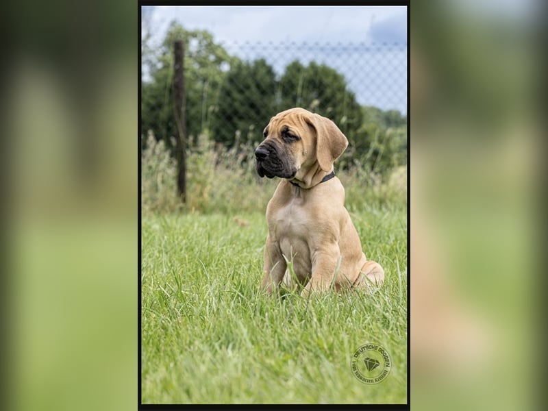 14 Wochen alte Doggenwelpen möchten  ausziehen