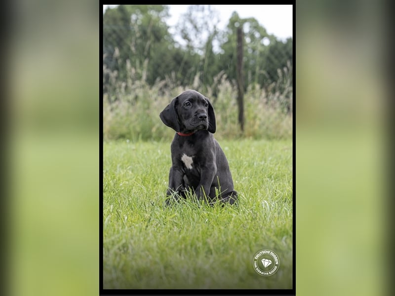 14 Wochen alte Doggenwelpen möchten  ausziehen