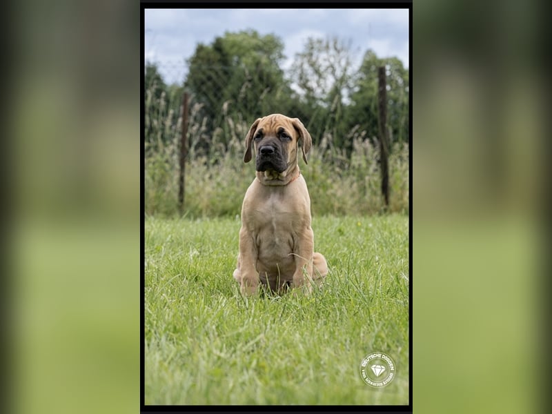 14 Wochen alte Doggenwelpen möchten  ausziehen