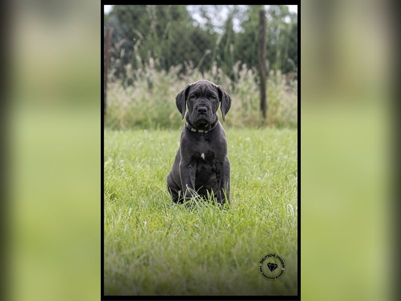 14 Wochen alte Doggenwelpen möchten  ausziehen