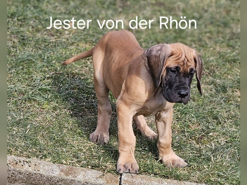 Deutsche Doggen von der Rhön DDC 1888e.V