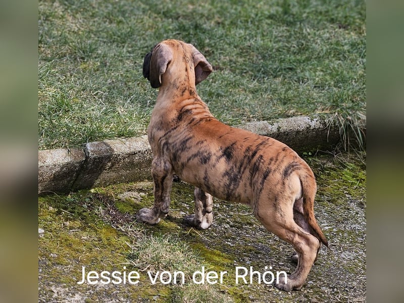 Deutsche Doggen von der Rhön DDC 1888e.V