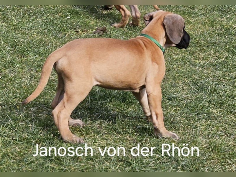 Deutsche Doggen von der Rhön DDC 1888e.V