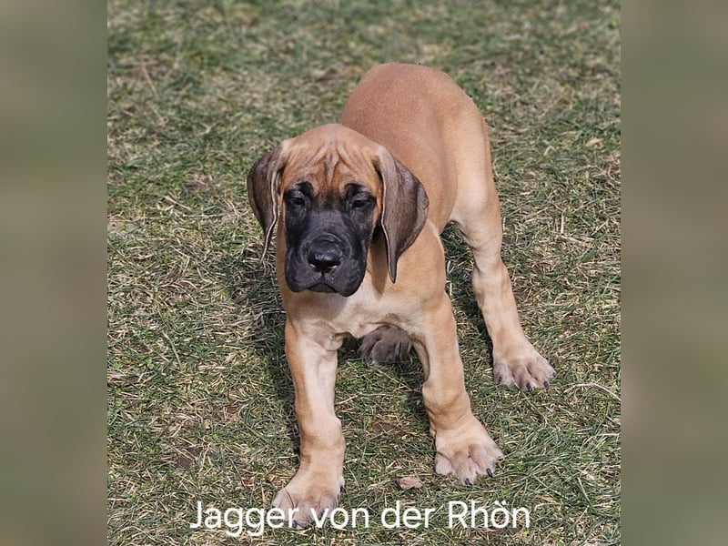 Deutsche Doggen von der Rhön DDC 1888e.V