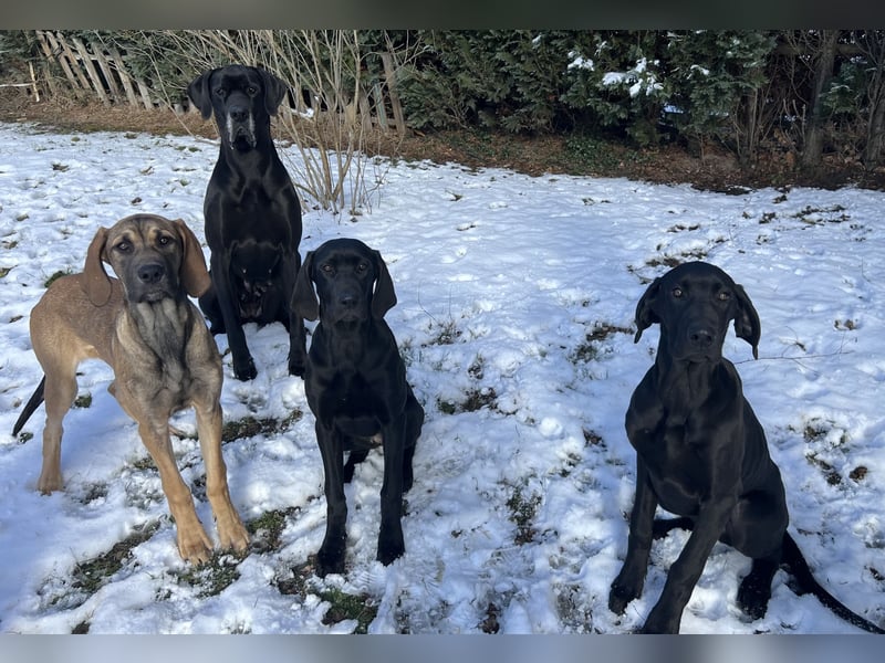 Deutsche Dogge- Weimaraner-Ridgeback