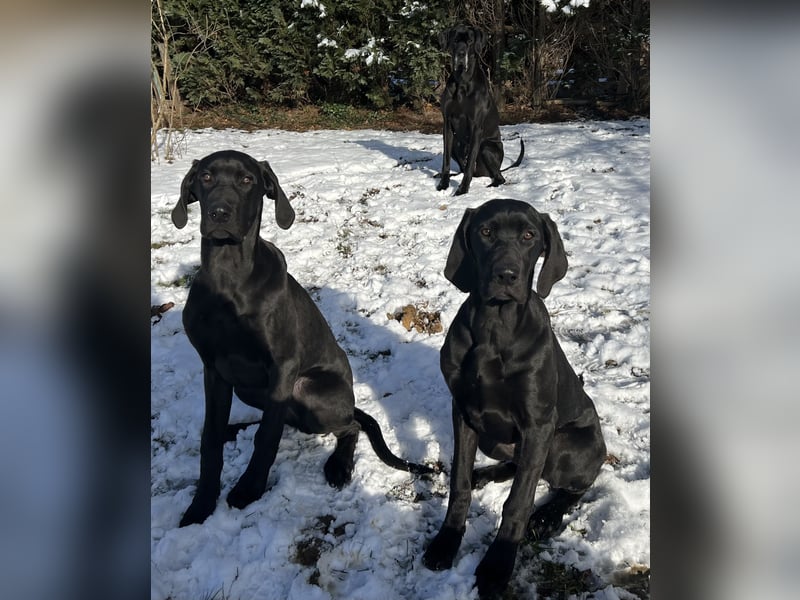 Deutsche Dogge- Weimaraner-Ridgeback