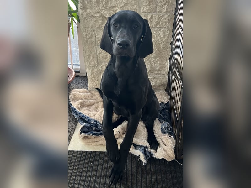 Deutsche Dogge- Weimaraner-Ridgeback