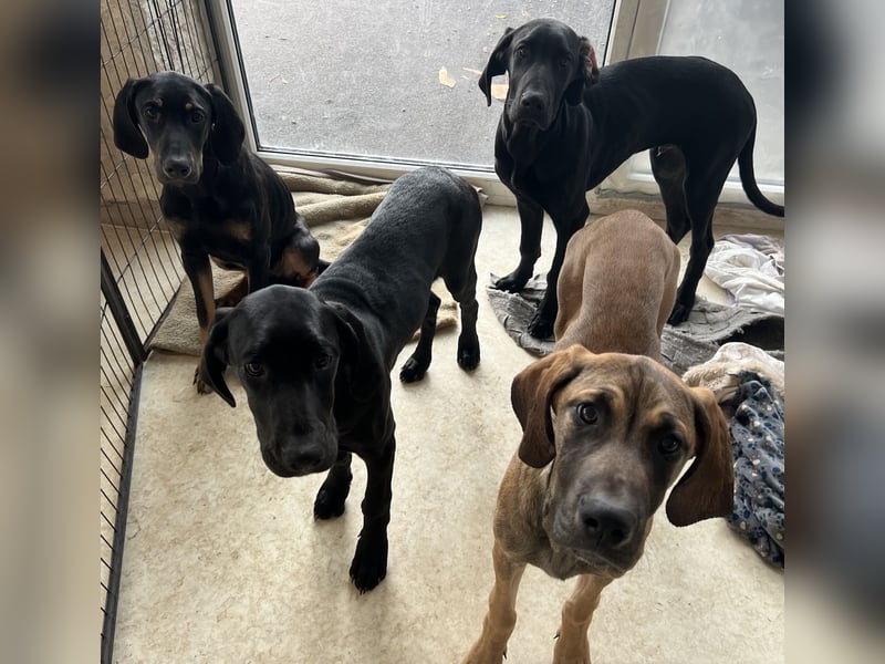 Deutsche Dogge- Weimaraner-Ridgeback
