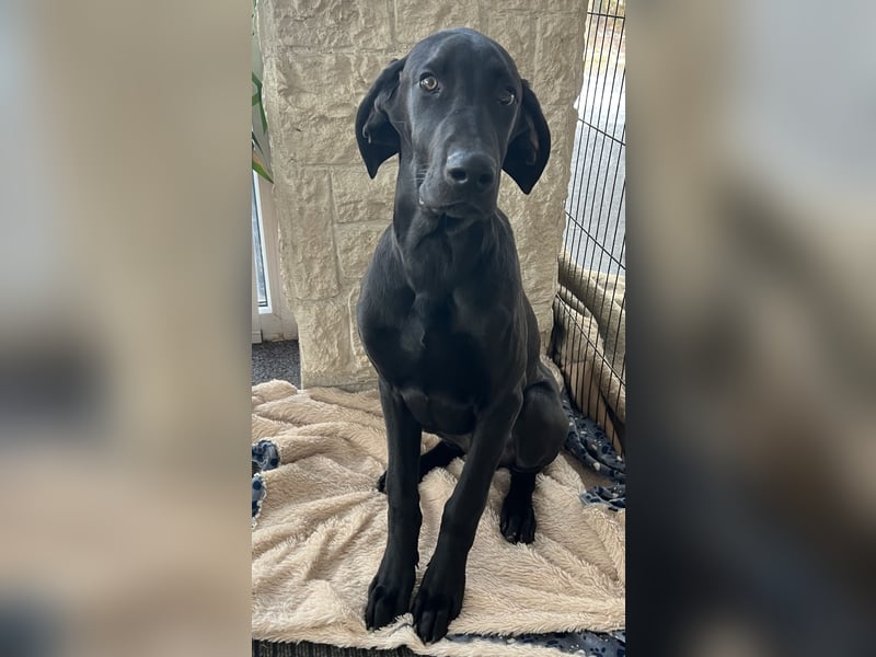 Deutsche Dogge- Weimaraner-Ridgeback