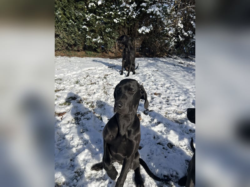 Deutsche Dogge- Weimaraner-Ridgeback