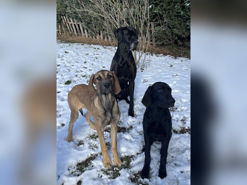 Deutsche Dogge- Weimaraner-Ridgeback