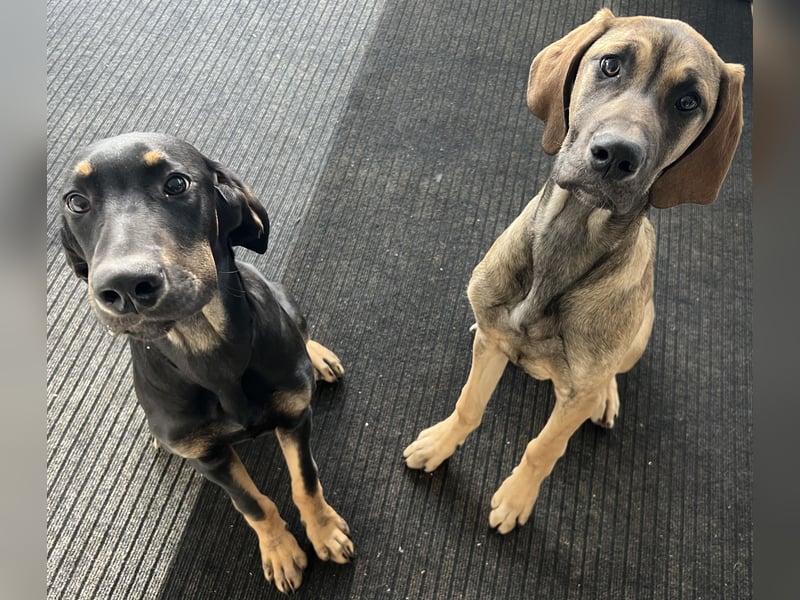Deutsche Dogge- Weimaraner-Ridgeback
