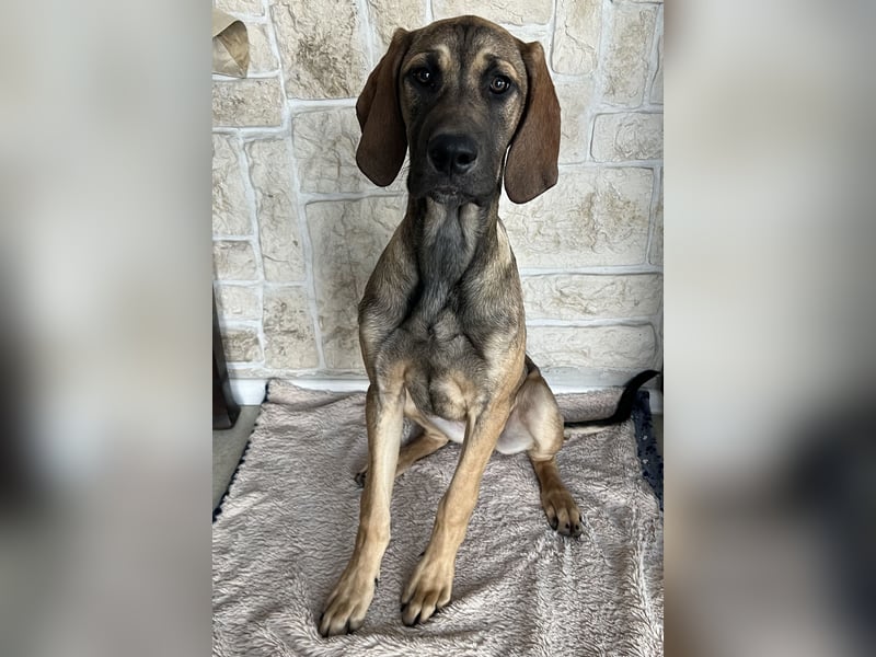 Deutsche Dogge- Weimaraner-Ridgeback