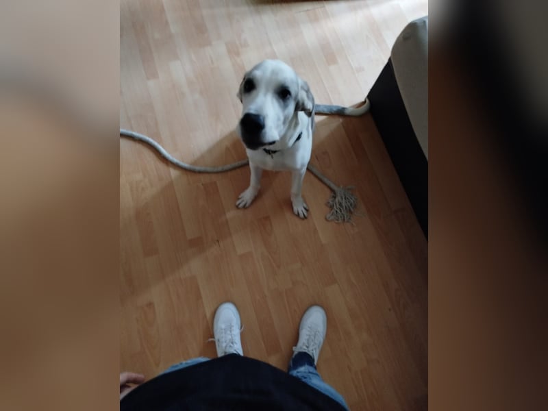 Deutsche Dooge / Alabai