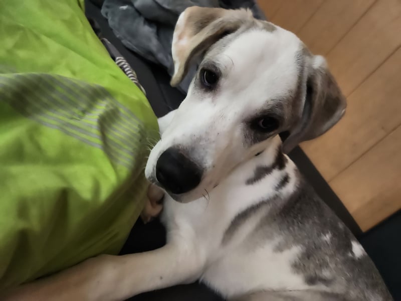 Deutsche Dooge / Alabai