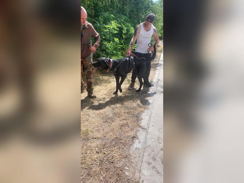 Maci sucht eine Familie!