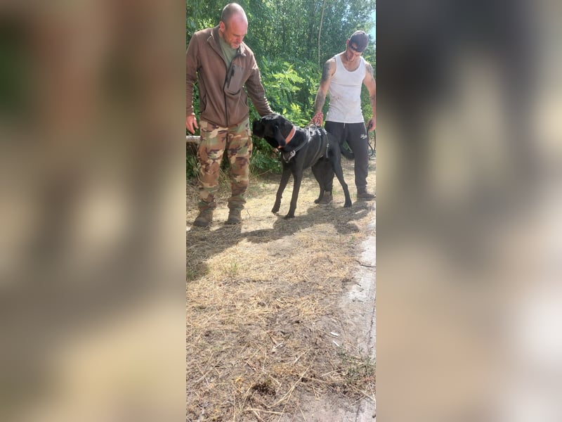 Maci sucht eine Familie!