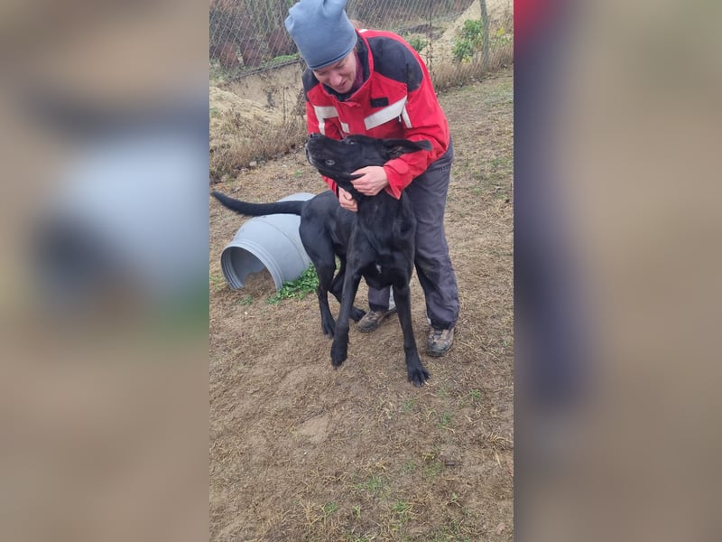 Maci sucht eine Familie!