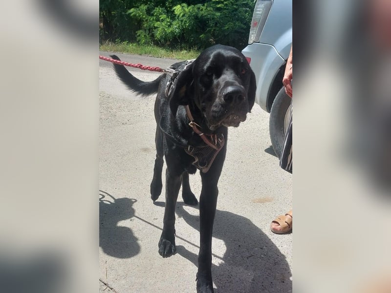 Maci sucht eine Familie!