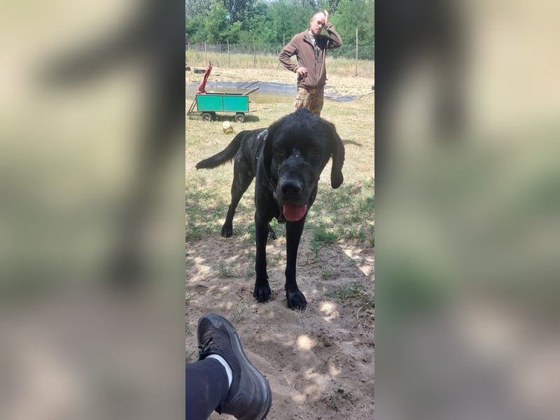 Maci sucht eine Familie!