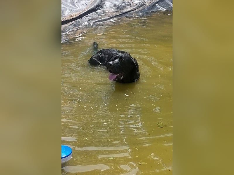 Maci sucht eine Familie!