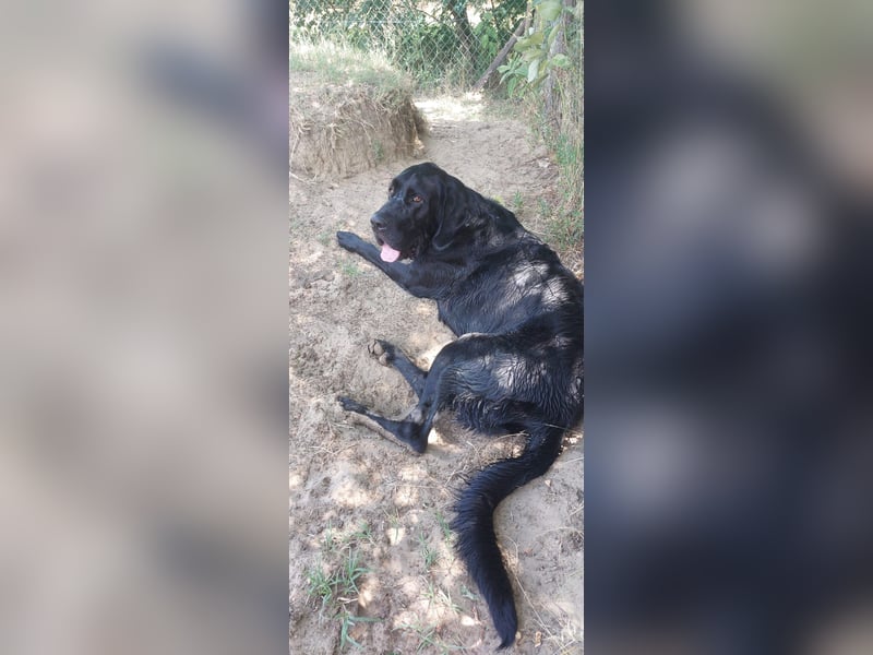 Maci sucht eine Familie!