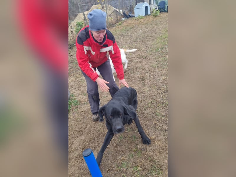 Maci sucht eine Familie!