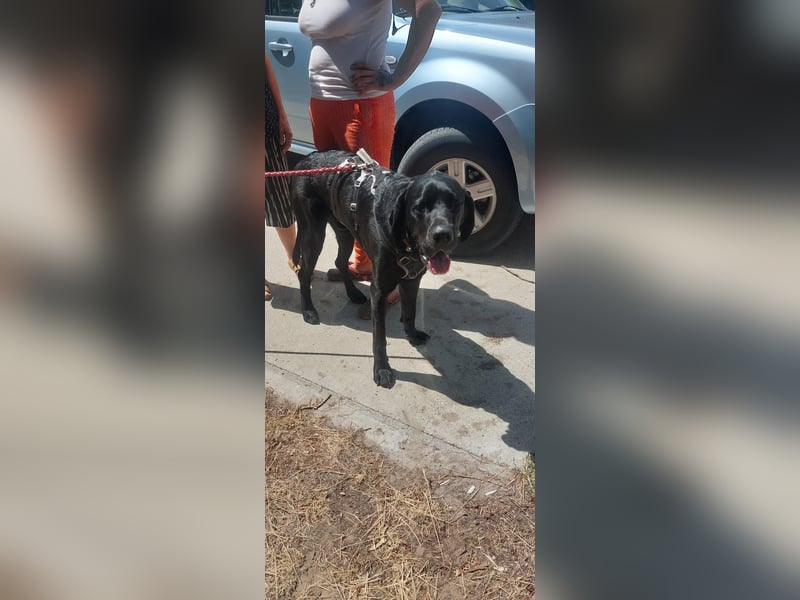 Maci sucht eine Familie!