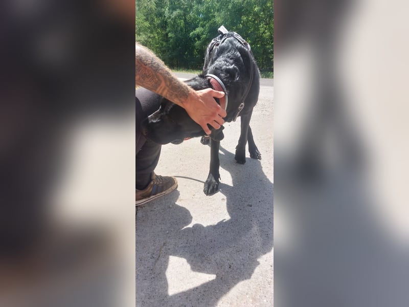 Maci sucht eine Familie!