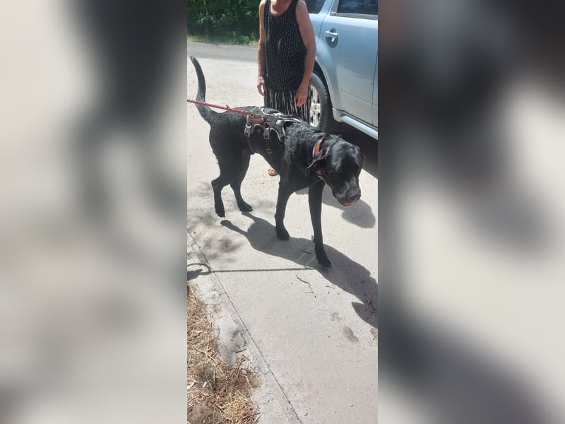 Maci sucht eine Familie!