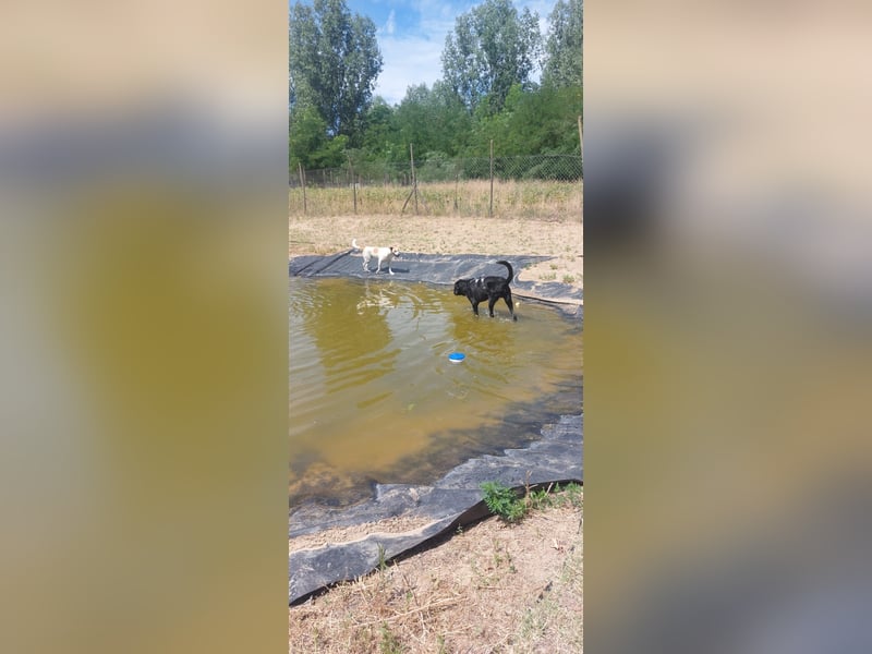 Maci sucht eine Familie!