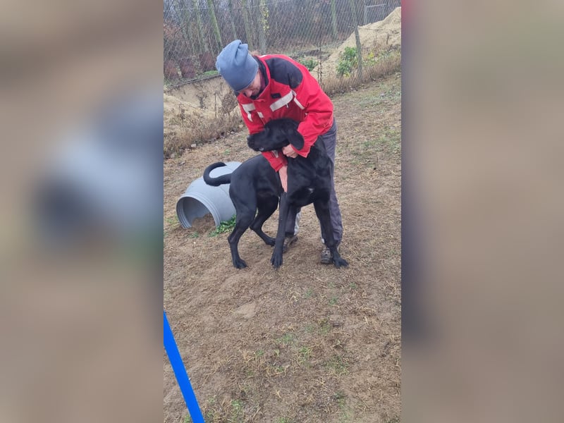 Maci sucht eine Familie!