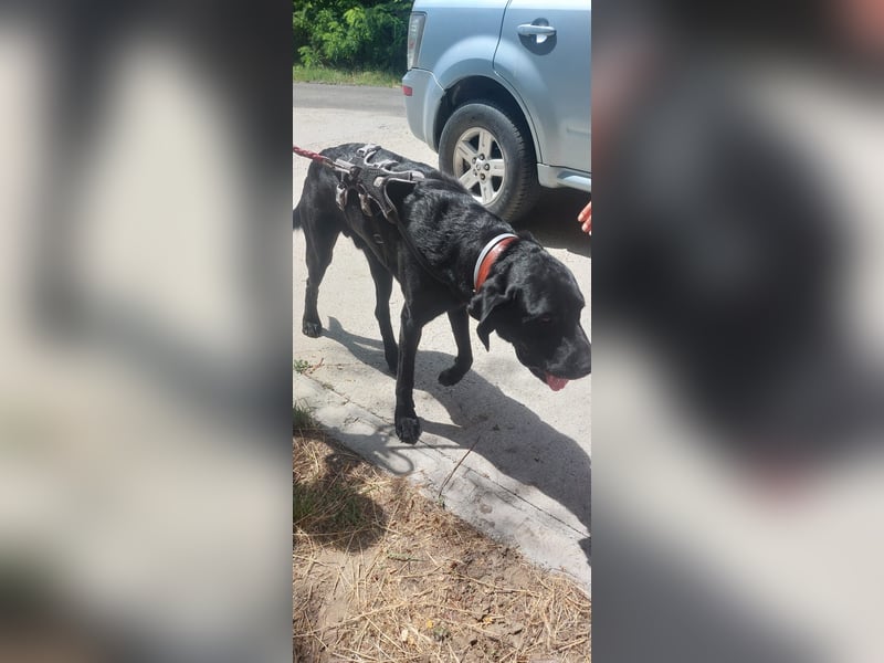 Maci sucht eine Familie!