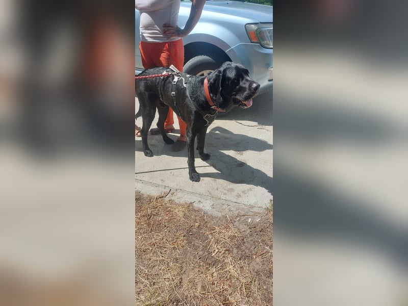 Maci sucht eine Familie!