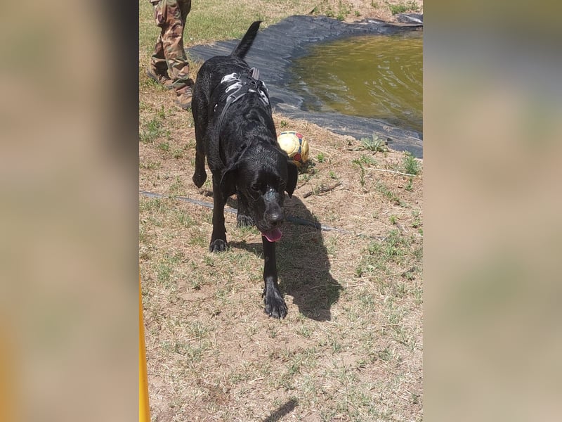 Maci sucht eine Familie!