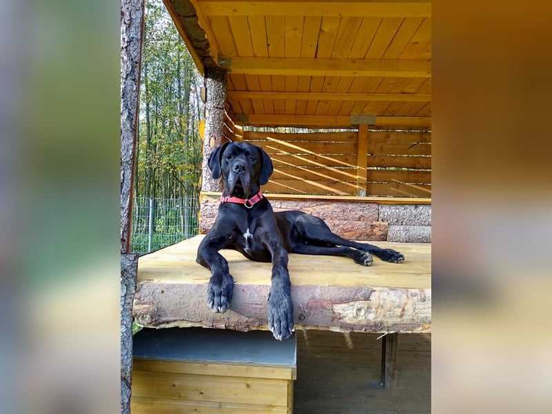 Apollo, Deutsche Dogge, sucht erfahrene Besitzer