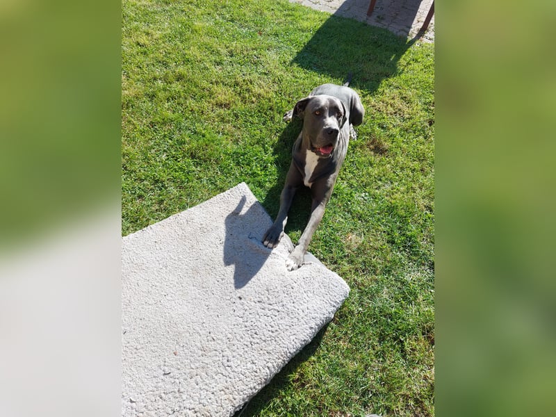 Doggen Mischlingshündin sucht neues Zuhause