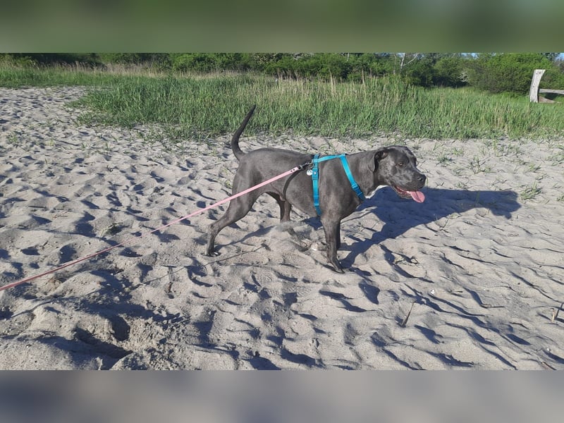 Doggen Mischlingshündin sucht neues Zuhause