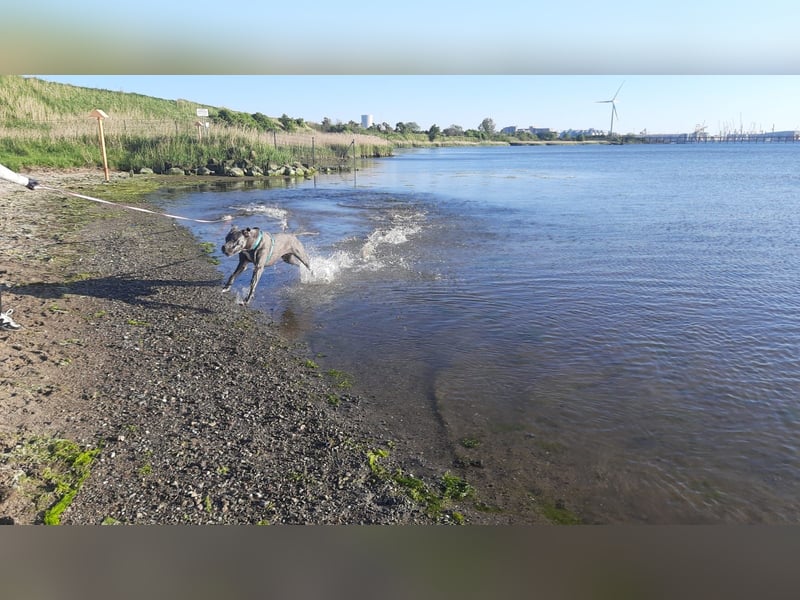 Doggen Mischlingshündin sucht neues Zuhause