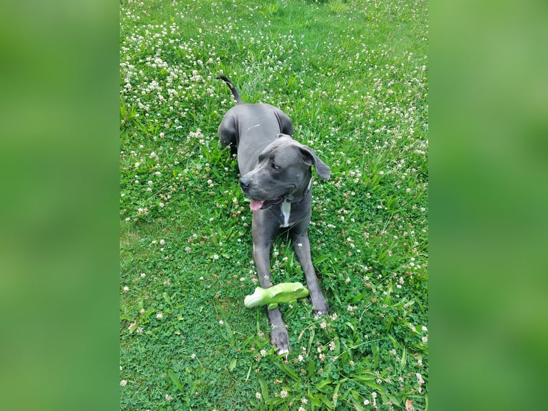 Doggen Mischlingshündin sucht neues Zuhause