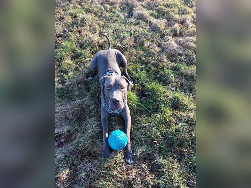 Doggen Mischlingshündin sucht neues Zuhause