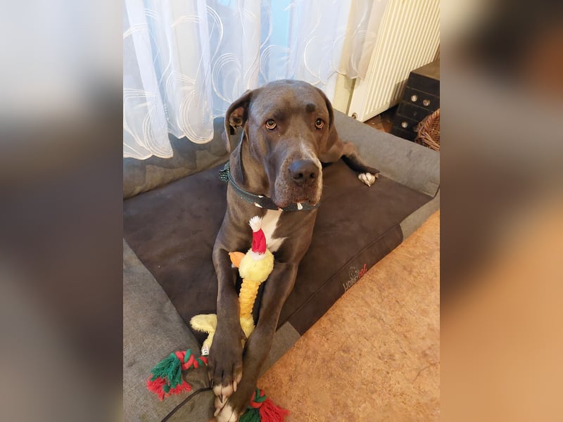 Doggen Mischlingshündin sucht neues Zuhause